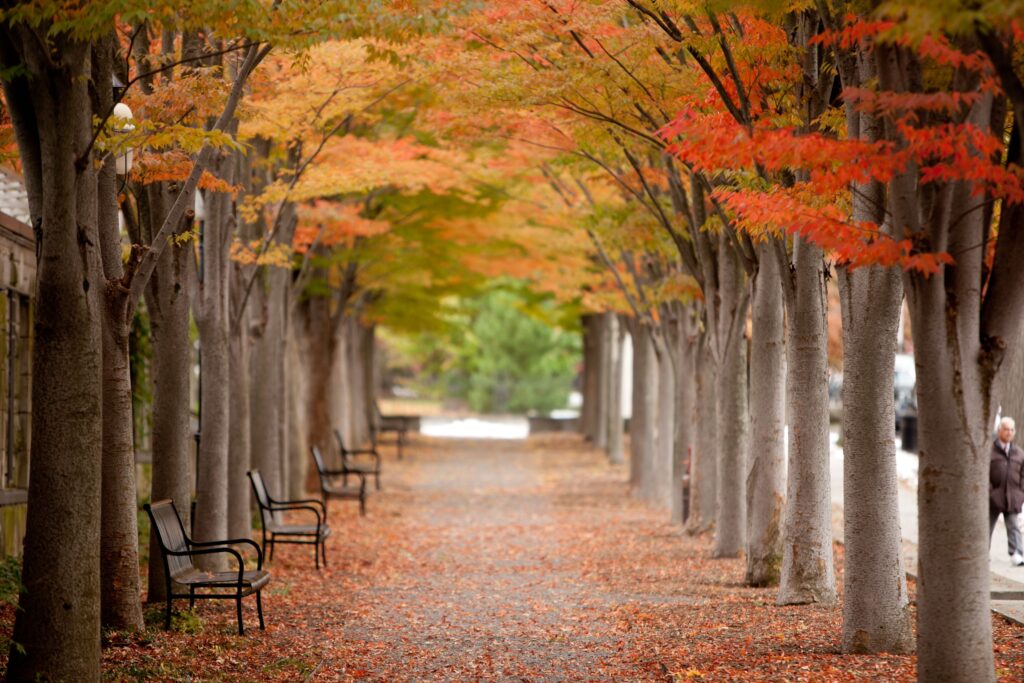 Campus walkway in autumn